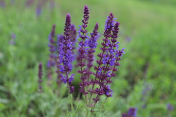 Salvia nemorosa. Salvias in different colors in garden.