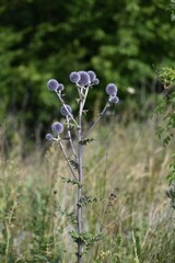 flower in the garden