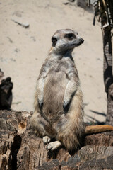 Meerkat guard and watch their surroundings to protect their family from predators