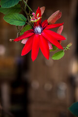 Beautiful Red Passion Flower (Passiflora coccinea).
