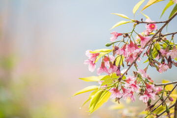 Pink Wild Himalayan cherry blossoms(Prunus cerasoides) blooming in winter at Inthanon Mountain ranges,Chom Thong, Chiang Mai,Northern Thailand.