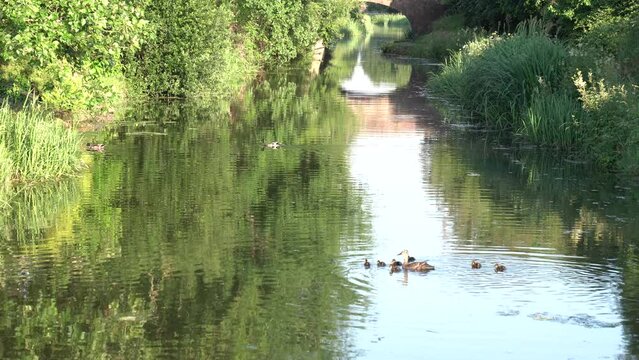 Duck mother and seven ducklings swimming Bridgwater and Taunton Canal Somerset England UK