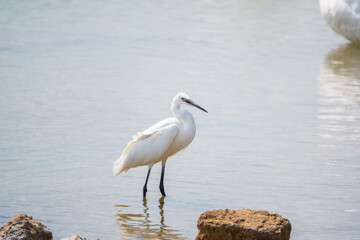The small white heron or Little egret stands in the lake
