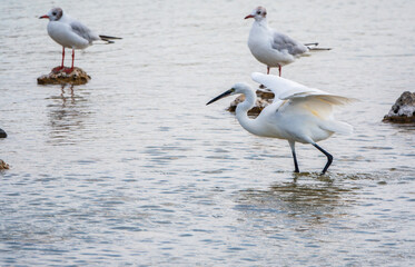 Fototapeta na wymiar The small white heron or Little egret stands in the lake