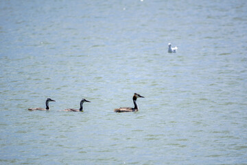 The waterfowl bird, great crested grebe with chick, swimming in the lake.