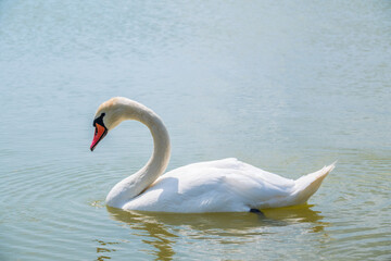 Graceful white Swan swimming in the lake, swans in the wild. Portrait of a white swan swimming on a lake.