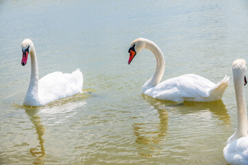 Fototapeta premium Two Graceful white Swans swimming in the lake, swans in the wild