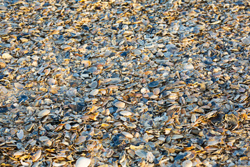 Lots of shells on the sandy beach