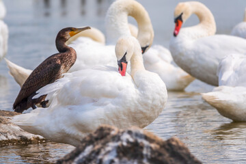 Great cormorant stands among white swans on the lake shore