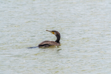 A black cormorant swimming in the sea. The great cormorant, Phalacrocorax carbo