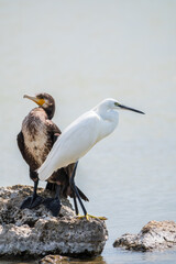 Small white heron, or Little egret, Egretta garzetta, and Great cormorant, Phalacrocorax carbo, sitting on a cliff and looking for fish in shallow water