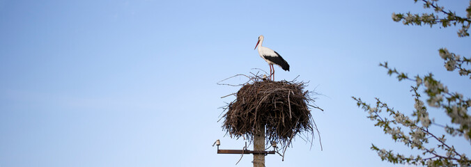 European white stork. One stork in the nest in spring in Ukraine. Colorful wild bird. Ukrainian...