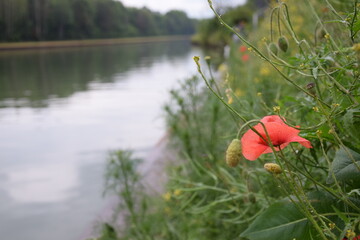 Obraz premium Mohn am Wasser