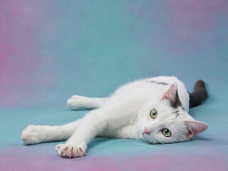 beautiful white cat with black spots on a colored background. Pet in a photo studio.