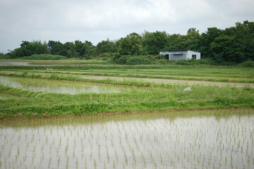 建物と梅雨の穏やかな田んぼのリズム