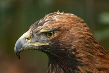 portrait of a eagle
