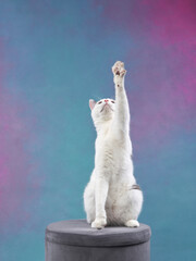 beautiful white cat with black spots on a colored background. Pet in a photo studio.
