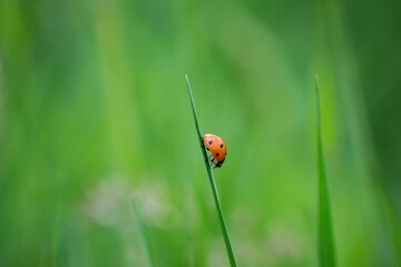 coccinelle