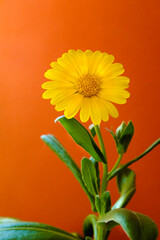 Calendula. Calendual officinalis.botón de oro, caléndula, mercadela , maravilla.Pot Marigold, Common Marigold, Garden Marigold, Gold bloom, Holligold, Marigold, Mary Bud, Pot Marigold, Ruddles