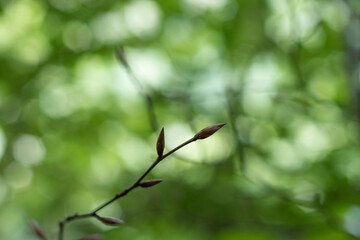 Spring buds in the forest