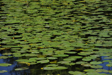 Lillie rośliny wodne na jeziorze