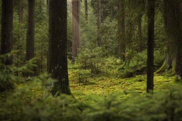 Fototapeta premium Dichter Wald im Vogtland