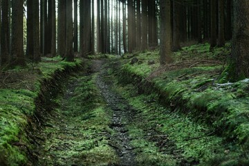 Fichtenwald im Vogtland