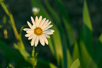 The setting sun illuminates the chamomile, delicate white petals are tinted with the last rays of...