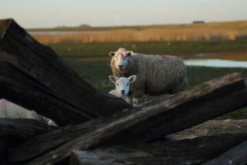Lamm mit Mutterschaf