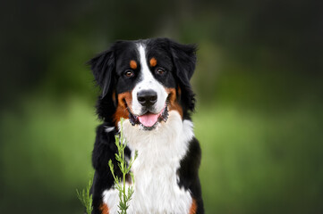 happy young bernese mountain dog portrait outdoors in summer - obrazy, fototapety, plakaty