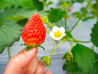 ビニールハウスでおいしそうに育ったイチゴと可憐なイチゴの花