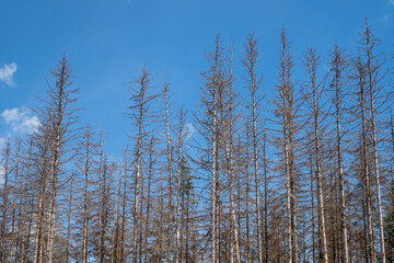 Dead spruces following bark beetle infestation. The consequence of global warming.