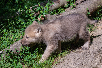 Arctic wolf cub, Canis lupus arctos