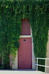 ściana z czerwonymi drzwiami obrośnięte bluszczem