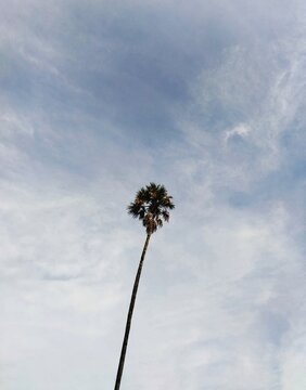 single tree against blue sky