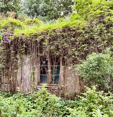 old house overgrown with ivy