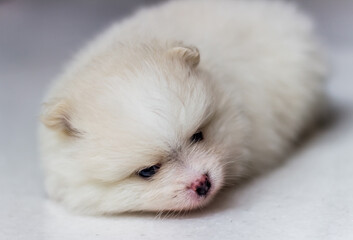 Fototapeta premium Lovely cream-colored Pomeranian puppy.