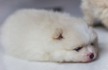 Lovely cream-colored Pomeranian puppy.