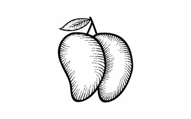 vintage hand drawn mango