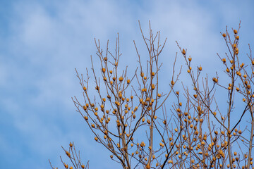 冬の季節のムクゲの木