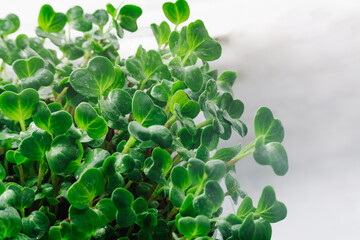 Fototapeta na wymiar Close-up texture background of fresh microgreen sprouts.