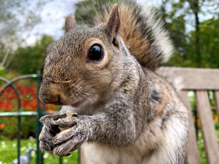 Obraz premium Close up of a Squirrel eating a nut while seated on a bench