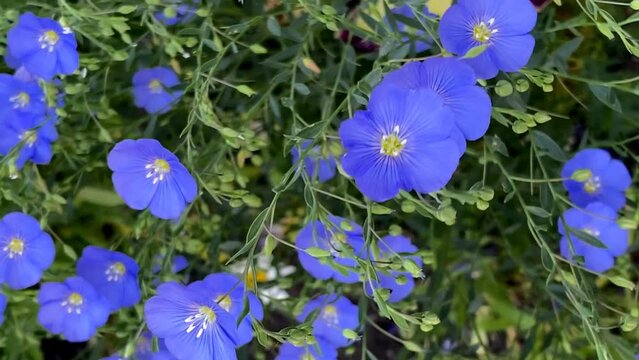 blue flowers of flowering garden flax. agriculture. gardening. floral background