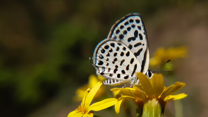 butterfly on a flower