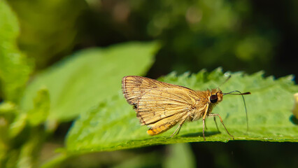 butterfly on leaf