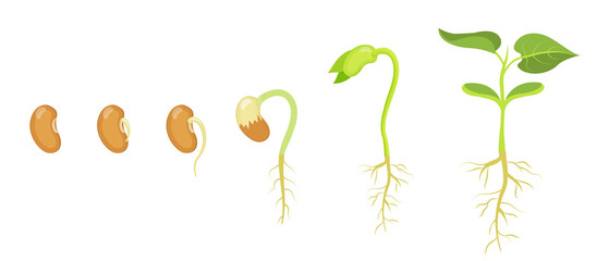 Phases of germination and development of bean seed. - obrazy, fototapety, plakaty
