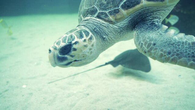 Close up of sea turtle, swimming underwater video with other sea creatures.