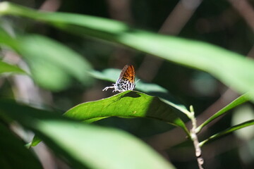 Butterfly in the rainforest, Borneo,  Malaysia