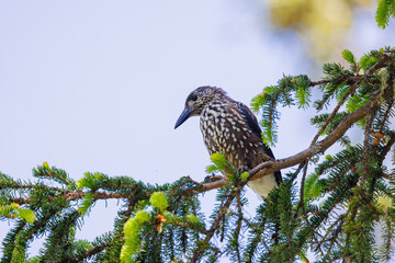 Spotted nutcracker (Nucifraga caryocatactes) in Arosa, Graubünden