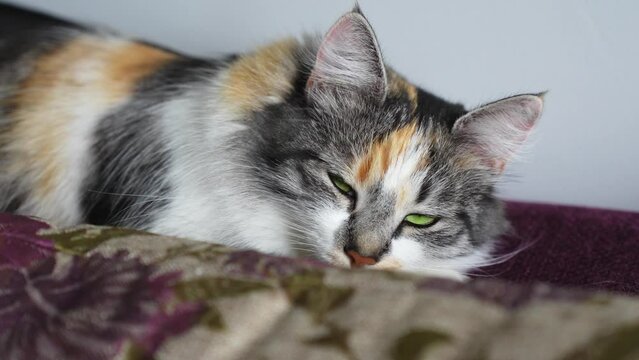 Closeup portrait of furry three color cat, lazy sleeping on sofa couch